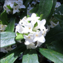 Picture of Daphne Perfume Princess White