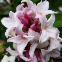 Picture of Daphne Perfume Princess