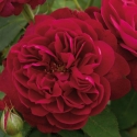 Picture of Darcey Bussell Std 80cm-Rose