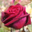 Picture of Deep Secret Std 80cm-Rose
