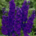 Picture of Delphinium Fountain Black Knight
