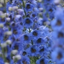 Picture of Delphinium Blue Buccaneers