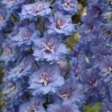Picture of Delphinium Blue Lace