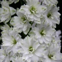 Picture of Delphinium Double Innocence