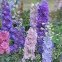 Picture of Delphinium Millennium Mini Stars