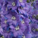 Picture of Delphinium Morning Lights