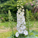 Picture of Delphinium New Dawn