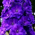 Picture of Delphinium Pagan Purples