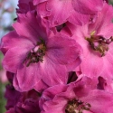 Picture of Delphinium Pink Punch