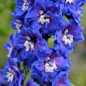 Picture of Delphinium Royal Aspirations