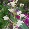 Picture of Dendrobium sp