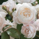 Picture of Desdemona Std 80cm-Rose