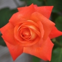 Picture of Desert Spice-Rose