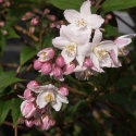 Picture of Deutzia Compact Pink