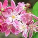 Picture of Deutzia Magicien