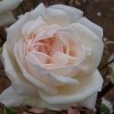 Picture of Devoniensis Bush-Rose