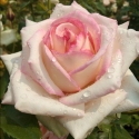 Picture of Diamond Design Std 80cm-Rose