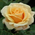 Picture of Diamond Jubilee-Rose