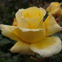 Picture of Diamonds Forever Std 80cm Single Bud-Rose