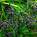 Picture of Dianella Nigra