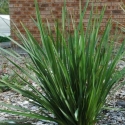 Picture of Dianella Revoluta Kentlyn