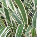 Picture of Dianella Wyeena