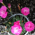 Picture of Dianthus Angel of Charity