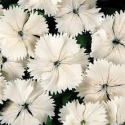 Picture of Dianthus Angel of Purity