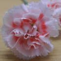 Picture of Dianthus Dancing Queen