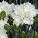 Picture of Dianthus Memories