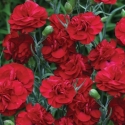 Picture of Dianthus Passion