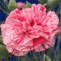 Picture of Dianthus Pinball Wizard