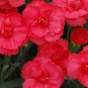 Picture of Dianthus Rosebud