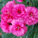 Picture of Dianthus Slap n Tickle