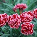 Picture of Dianthus Sugar Plum