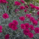 Picture of Dianthus Waterloo Sunset