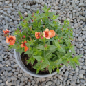 Picture of Diascia Genta Orange