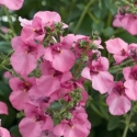 Picture of Diascia Genta Pink