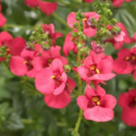 Picture of Diascia Genta Ruby