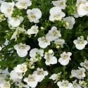 Picture of Diascia Genta White