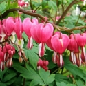 Picture of Dicentra Spectabilis