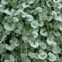 Picture of Dichondra Silver Falls