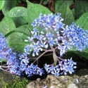Picture of Dichroa Veriscolour