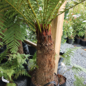 Picture of Dicksonia fibrosa
