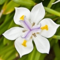 Picture of Dietes Grandiflora