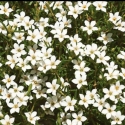 Picture of Diosma Ericoides