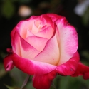 Picture of Double Delight-Rose