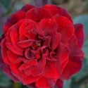 Picture of Double Fragrance Clg-Rose