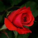 Picture of Dublin Bay Clg-Rose