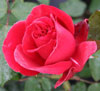 Picture of Dublin Bay Std 80cm-Rose